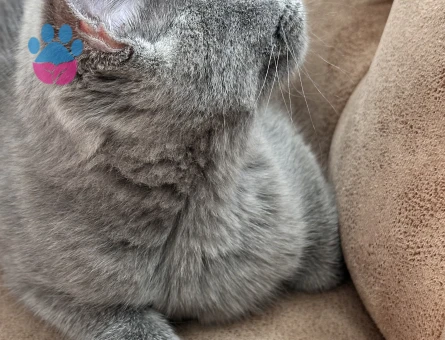 Sahiplendirme British shorthair 5 aylık