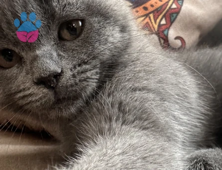 Sahiplendirme British shorthair 5 aylık