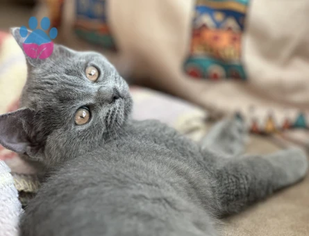 Sahiplendirme British shorthair 5 aylık