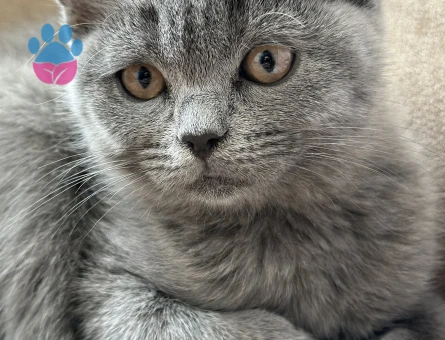 Sahiplendirme British shorthair 5 aylık