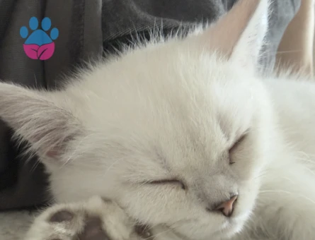 British Shorthair Yavru