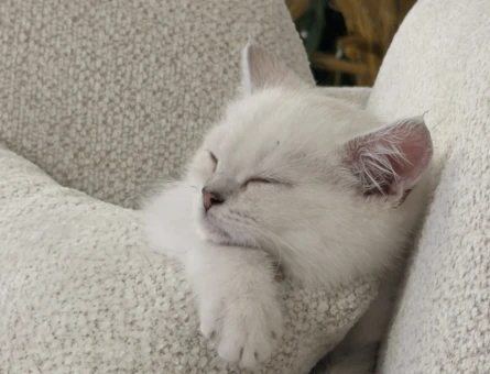 British Shorthair Yavru