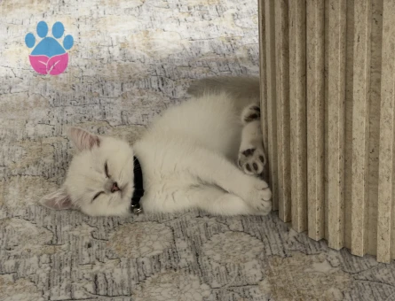 British Shorthair Yavru