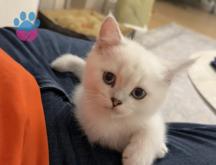 British Shorthair Yavru