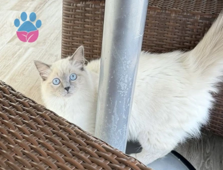 Dişi Ragdoll