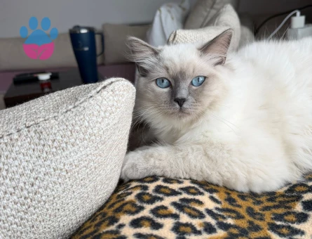 Dişi Ragdoll