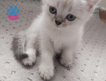 Pamuk prensesim yeni yuvasını arıyor ✨