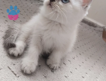 Pamuk prensesim yeni yuvasını arıyor ✨