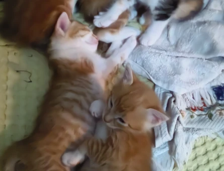 Minik Yavrular Yuva Arıyor