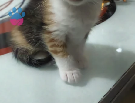 Minik Yavrular Yuva Arıyor