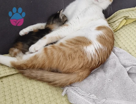 Minik Yavrular Yuva Arıyor