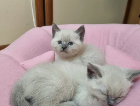 Saf anne babadan british shorthair yavrular iri kafalı sağlıklı