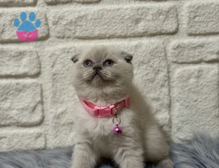 Scottish Fold Bluepoint Topaç Kafa