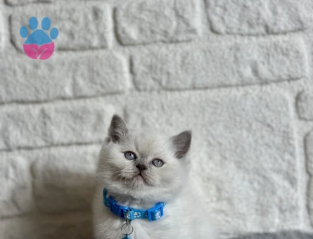 British Shorthair Bluepoint Erkek 2 Aylık