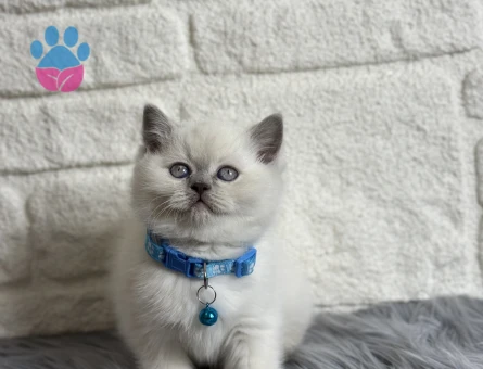 British Shorthair Bluepoint Erkek 2 Aylık