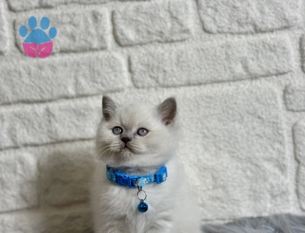 British Shorthair Bluepoint Erkek 2 Aylık