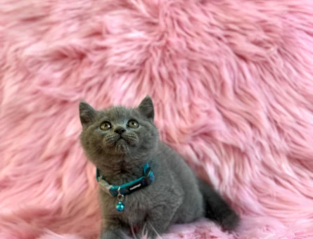 Gri British Shorthair Erkek 2 Aylık