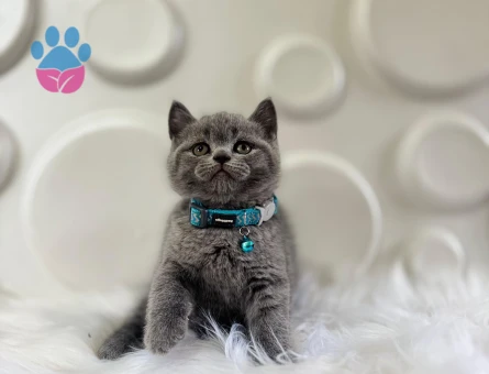 British Shorthair Gri Erkek