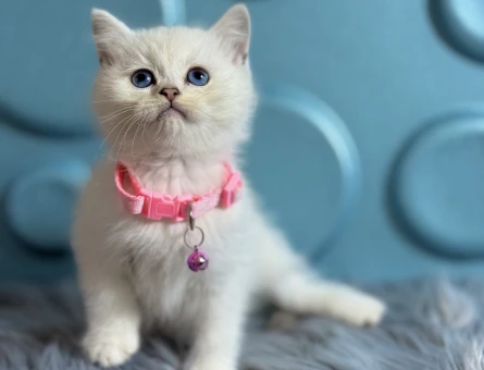 British Shorthair Dişi Silver Ns1133