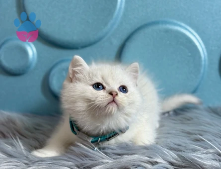 British Shorthair Bluepoint 2 Aylık Erkek