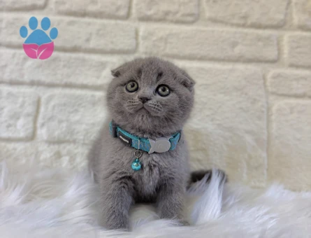 Scottish Fold Gri Erkek 2 Aylık