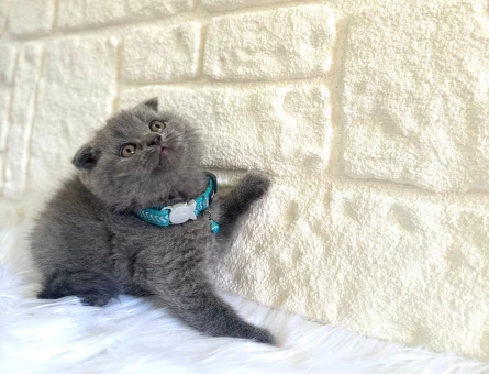 Scottish Fold Gri Erkek Topaç Kafa