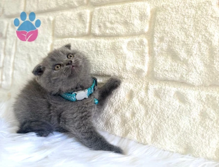 Scottish Fold Gri Erkek Topaç Kafa