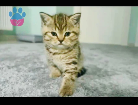 British Shorthair 3 AYlık Çok Tatlı Yavrular