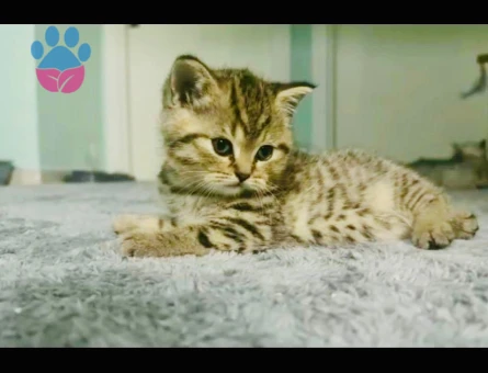British Shorthair 3 AYlık Çok Tatlı Yavrular