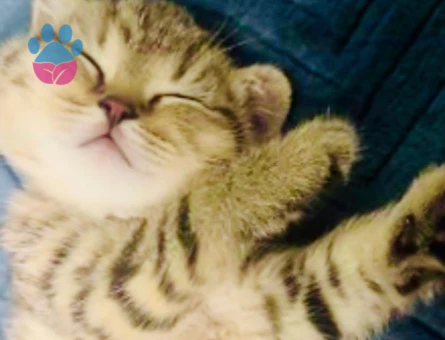 British Shorthair 3 AYlık Çok Tatlı Yavrular