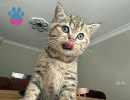 British Shorthair 3 AYlık Çok Tatlı Yavrular