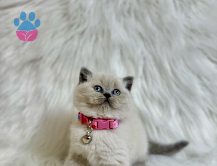 British Shorthair 2 Aylık Dişi Bluepoint