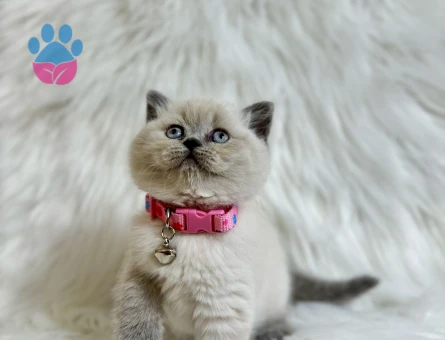 British Shorthair 2 Aylık Dişi Bluepoint