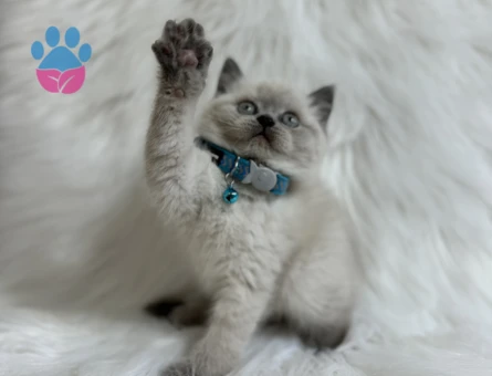 2 Aylık British Shorthair Erkek