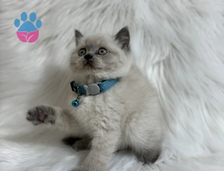 2 Aylık British Shorthair Erkek