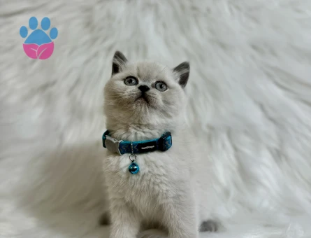2 Aylık British Shorthair Erkek