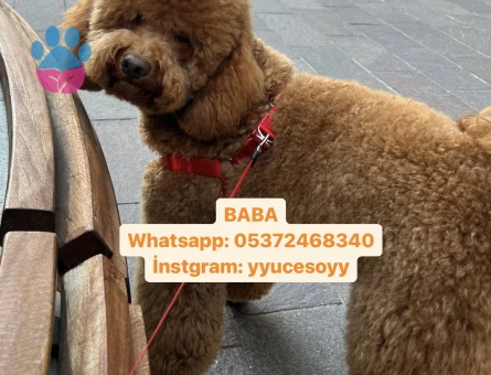 POODLE AYARINDA SAFKAN MALTİPOO