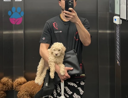 POODLE AYARINDA SAFKAN MALTİPOO