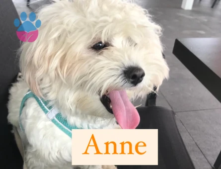 POODLE AYARINDA SAFKAN MALTİPOO