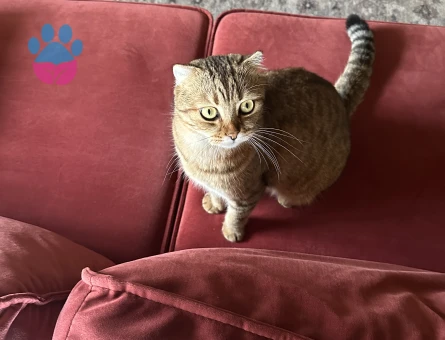 Scottish Fold Tekir Karışımı Erkek Kedi