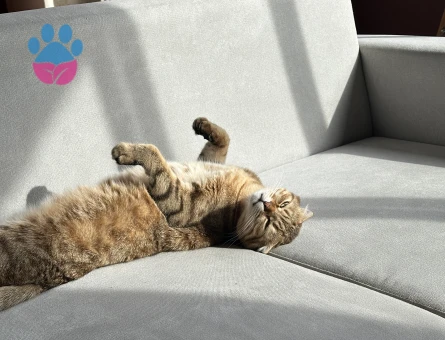 Scottish Fold Tekir Karışımı Erkek Kedi
