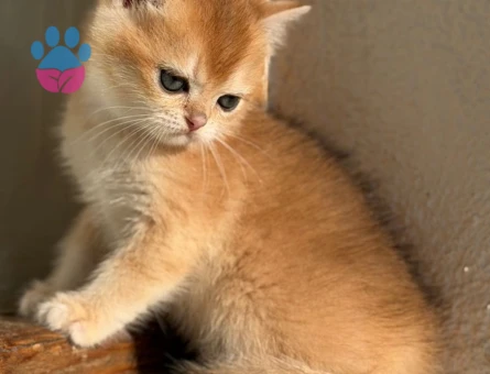 Safkan British Shorthair