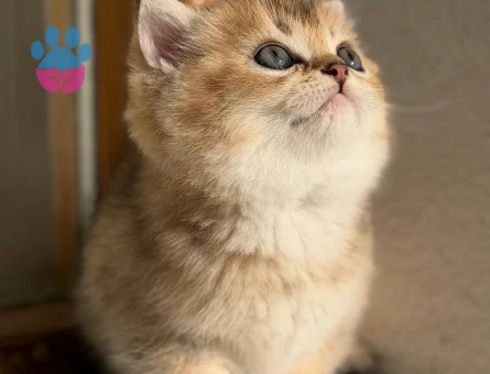 Safkan British Shorthair