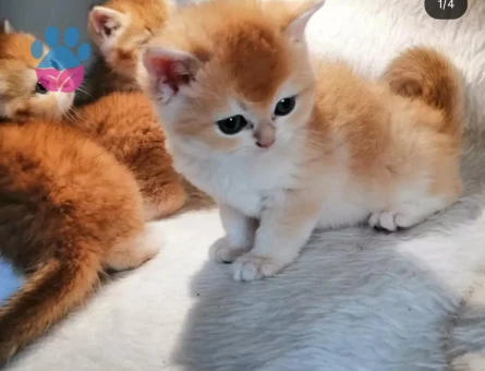 Safkan British Shorthair