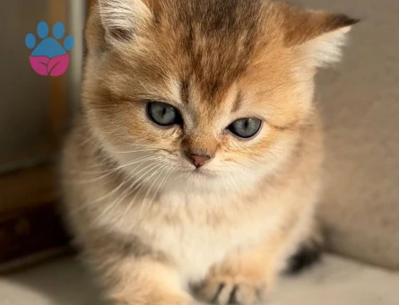 Safkan British Shorthair