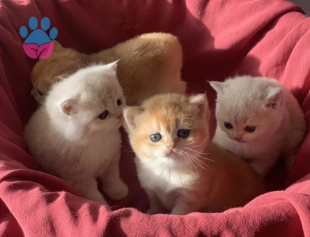 Safkan British Shorthair