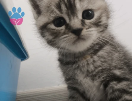 Ücretsiz yavru kedi sahiplendirme