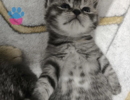 Ücretsiz yavru kedi sahiplendirme