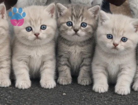 Scottish Fold 2 Aylık Cins Kediler
