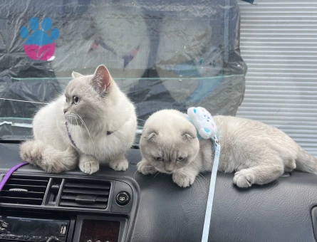 Scottish Fold 2 Aylık Cins Kediler